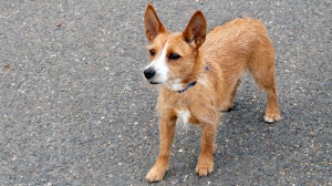 Acheter un chien Chien de garenne portugais (moyen) poil long et dur adulte ou retraité d'élevage