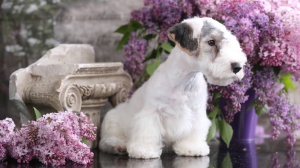 Adopter un chiot Sealyham terrier
