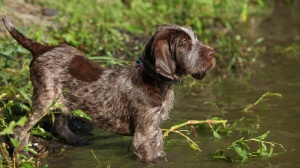 Adopter un chiot Spinone
