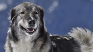 Acheter un chien Ciobanesc romanesc carpatin adulte ou retraité d'élevage