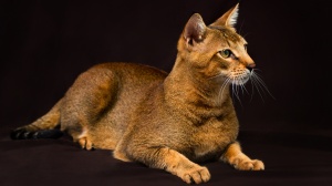 Acheter un chat Abyssin adulte ou retraité d'élevage
