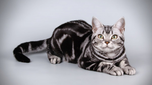 Acheter un chat American shorthair adulte ou retraité d'élevage