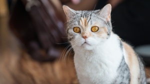 Petites annonces de vente de chaton adulte ou retraité d'élevage de race American wirehair