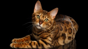 Acheter un chat Bengal adulte ou retraité d'élevage