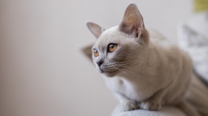 Acheter un chat Burmèse européen adulte ou retraité d'élevage