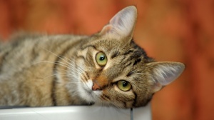 Acheter un chat European shorthair adulte ou retraité d'élevage