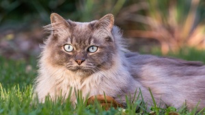 Acheter un chat Tiffany adulte ou retraité d'élevage