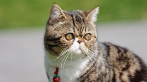 Acheter un chat Exotic shorthair adulte ou retraité d'élevage
