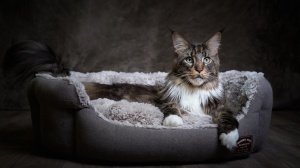 Adopter un chaton Maine coon
