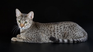 Adopter un chaton Mau egyptien