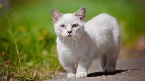 Petites annonces de vente de chaton adulte ou retraité d'élevage de race Munchkin poil court
