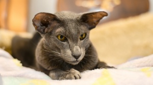 Acheter un chat Oriental shorthairs adulte ou retraité d'élevage