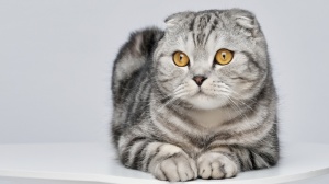 Acheter un chat Scottish fold adulte ou retraité d'élevage