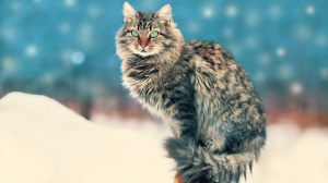 Petites annonces de vente de chat de race Siberien
