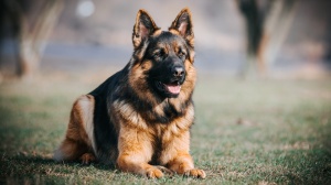 Petites annonces de vente de chien de race Berger allemand à poil long