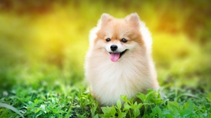 Acheter un chien Spitz allemand - nain adulte ou retraité d'élevage