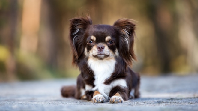 Chihuahua à Poil Long