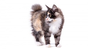 Acheter un chat Bobtail américain à poil long adulte ou retraité d'élevage