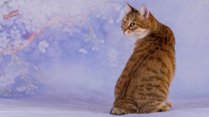 Acheter un chat Japanese bobtail poil court adulte ou retraité d'élevage