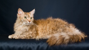 Acheter un chat Laperm poil long adulte ou retraité d'élevage