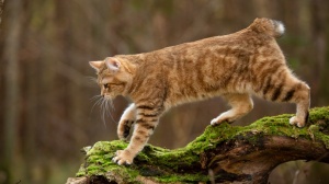 Acheter un chat Kurilian bobtail poil court adulte ou retraité d'élevage