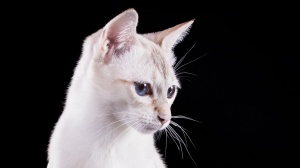 Petites annonces de vente de chaton adulte ou retraité d'élevage de race Tonkinois poil court