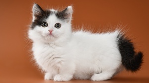 Acheter un chat Munchkin poil long adulte ou retraité d'élevage