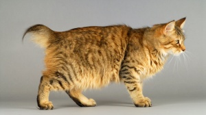 Acheter un chat Pixie bob poil long adulte ou retraité d'élevage