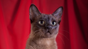 Acheter un chat Tonkinois poil long adulte ou retraité d'élevage