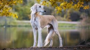 Acheter un chien Lévrier persan à poil court adulte ou retraité d'élevage