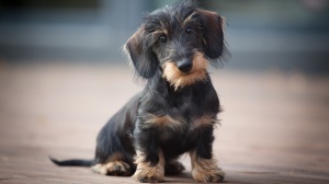 Acheter un chien Teckel nain poil dur adulte ou retraité d'élevage