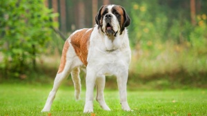 Acheter un chien Chien du mont saint-bernard poil court adulte ou retraité d'élevage