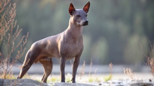 Acheter un chien Xoloitzcuintle taille miniature adulte ou retraité d'élevage