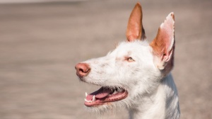 Acheter un chien Podenco d'ibiza poil dur adulte ou retraité d'élevage