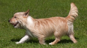Petites annonces de vente de chien de race Chien de garenne portugais (petit) poil long et dur