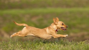 Acheter un chien Podengo portugais (petit) poil court et lisse adulte ou retraité d'élevage