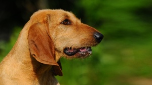 Petites annonces de vente de chien de race Chien courant italien poil dur