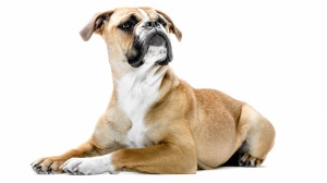 Petites annonces de vente de chien de race Bulldog continental