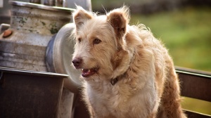Acheter un chien Barbado da terceira adulte ou retraité d'élevage