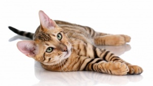 Acheter un chat Toyger adulte ou retraité d'élevage