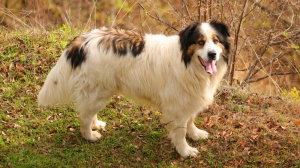 Acheter un chien Tornjak adulte ou retraité d'élevage