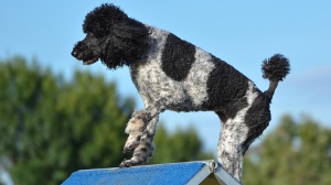 Acheter un chien Chien pluricolore à poil frise adulte ou retraité d'élevage