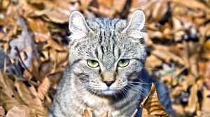 Acheter un chat Highland lynx adulte ou retraité d'élevage
