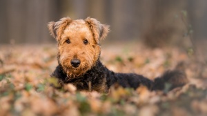 Adopter un chiot Airedale terrier