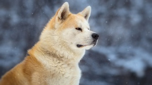 Petites annonces de vente de chien de race Akita inu