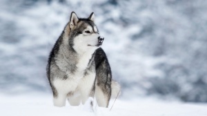 Petites annonces de vente de chien de race Malamute de l'alaska