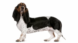 Acheter un chien Basset artesien normand adulte ou retraité d'élevage