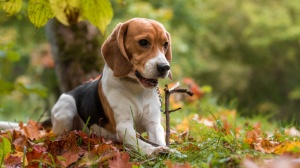 Afficher le standard de race Beagle