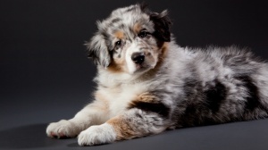 Acheter un chien Berger australien adulte ou retraité d'élevage
