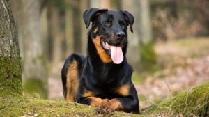 Acheter un chien Beauceron adulte ou retraité d'élevage